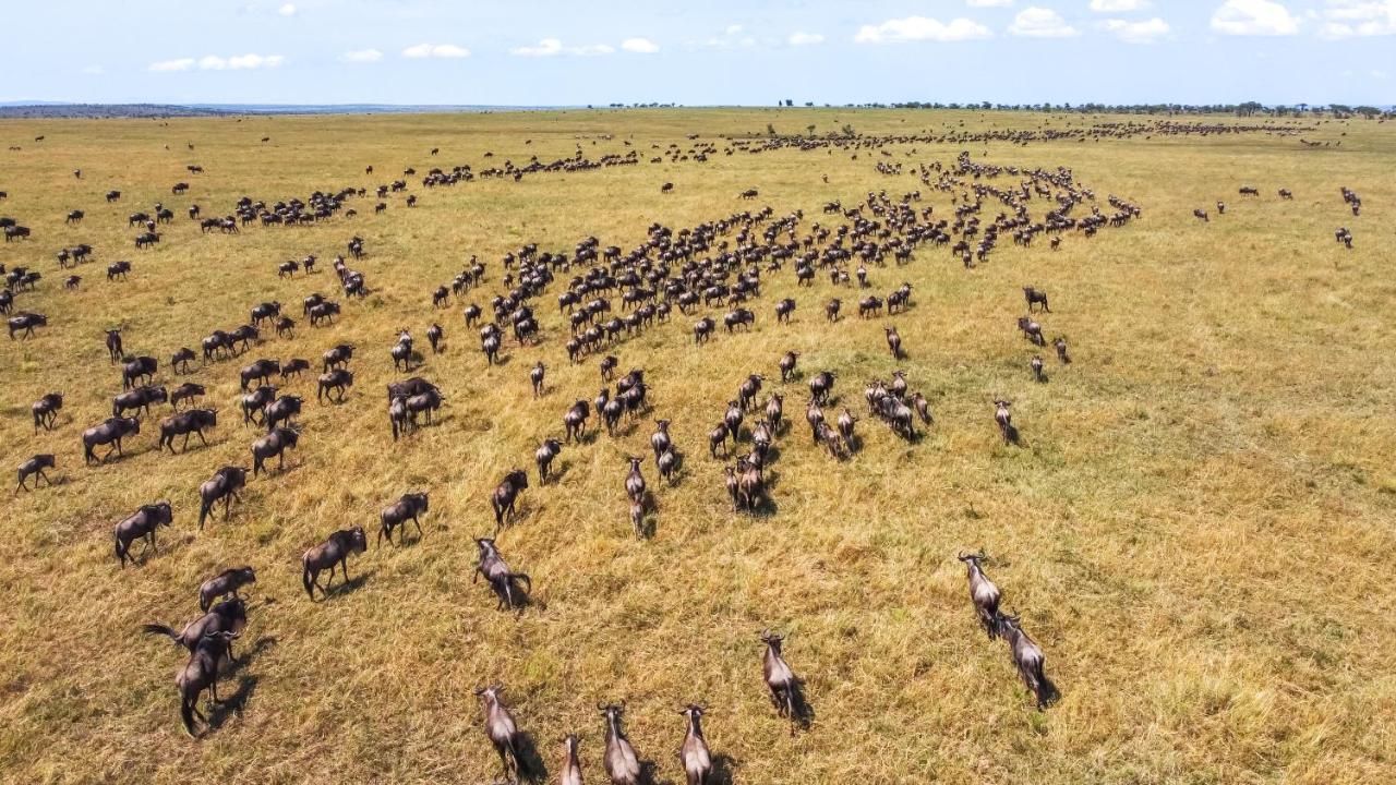 Africa Safari Serengeti Ikoma Exteriér fotografie